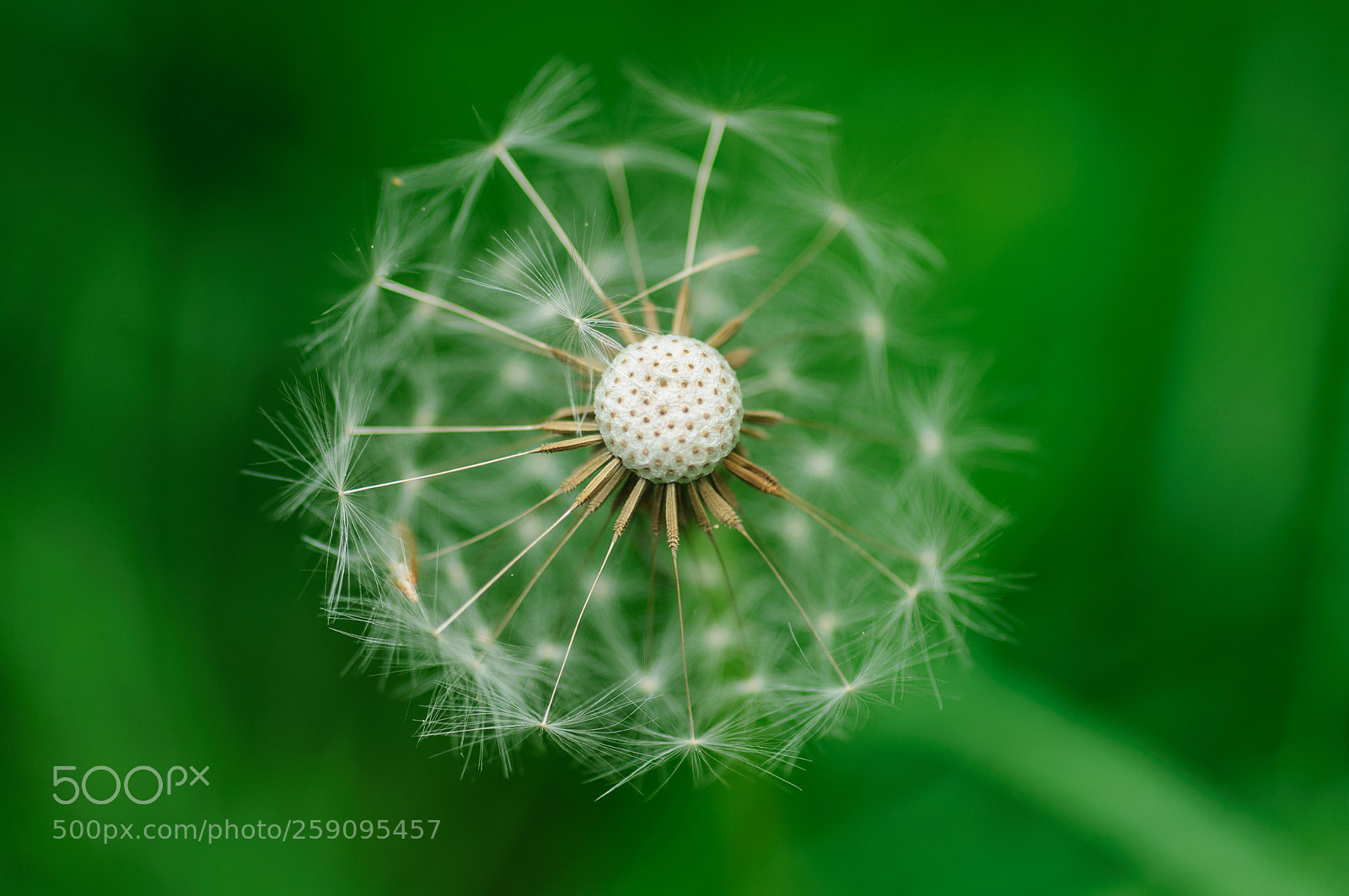 Nikon D90 sample photo. Apent photography