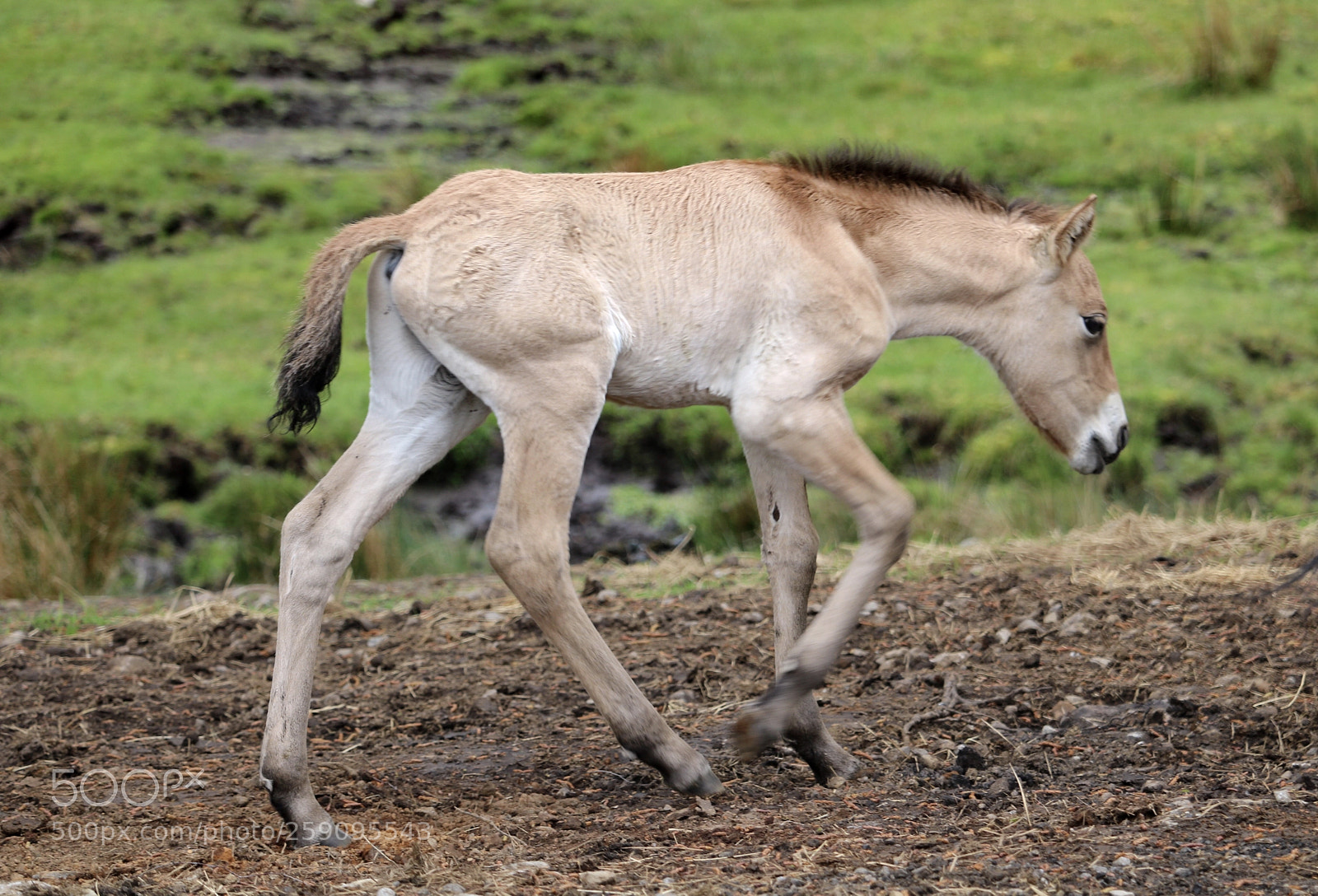Canon EOS 750D (EOS Rebel T6i / EOS Kiss X8i) sample photo. Przewalski's wild horse 7 photography