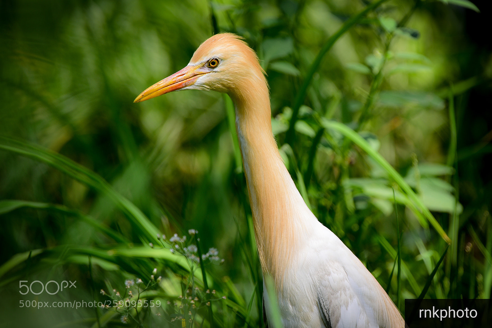 Nikon D750 sample photo. Heron in natural light photography