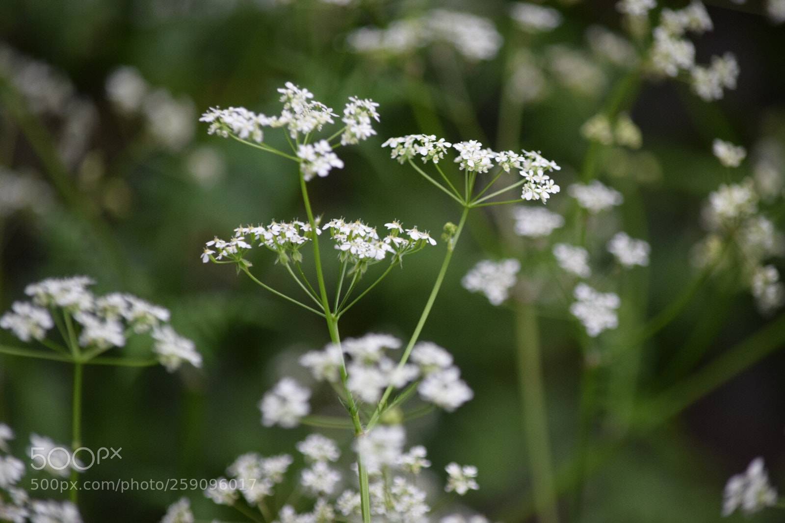 Nikon D5300 sample photo. Untitled photography