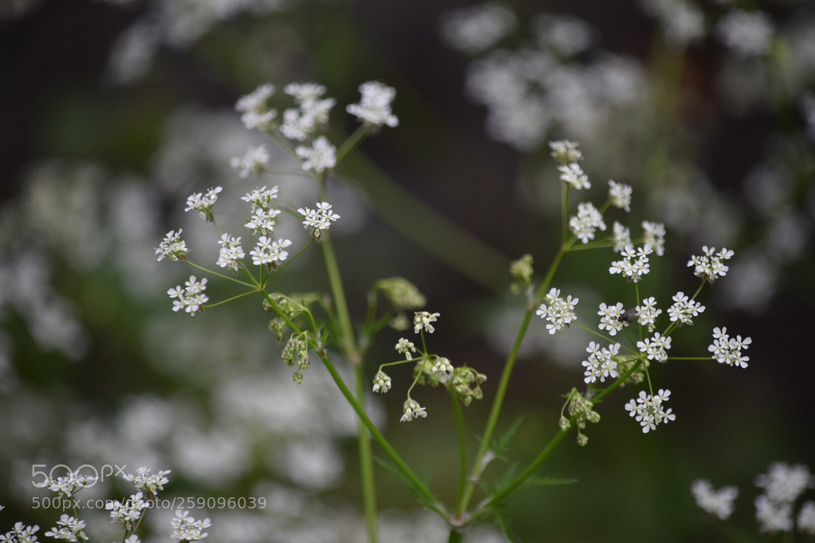 Nikon D5300 sample photo. Untitled photography