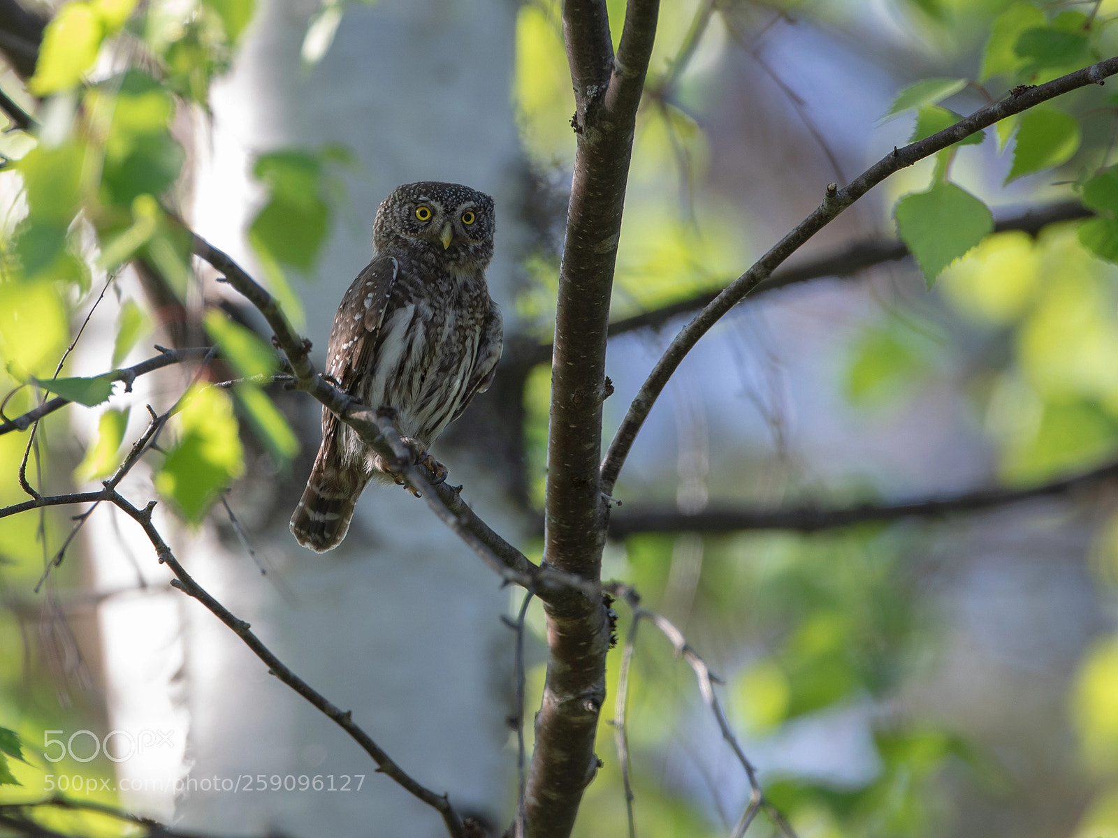 Canon EOS 5D Mark IV sample photo. Pygmy owl photography