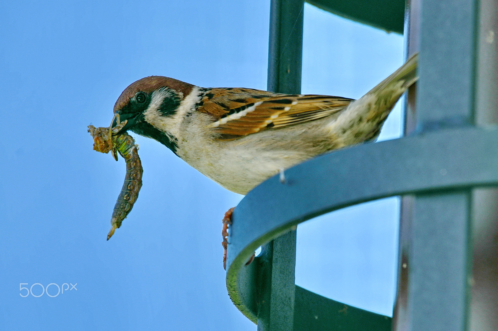 Nikon AF-S Nikkor 200-500mm F5.6E ED VR sample photo. Breakfast photography