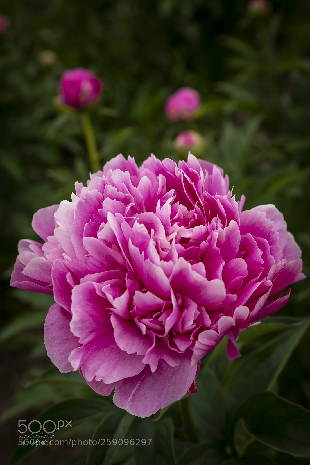 Nikon D850 sample photo. The pink photography