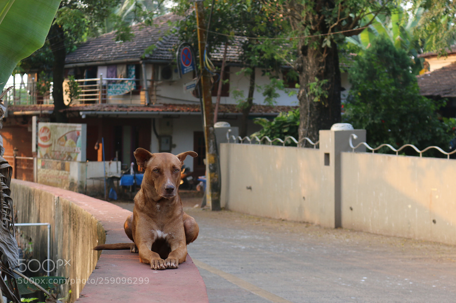 Canon EOS 70D sample photo. Dawg pose photography