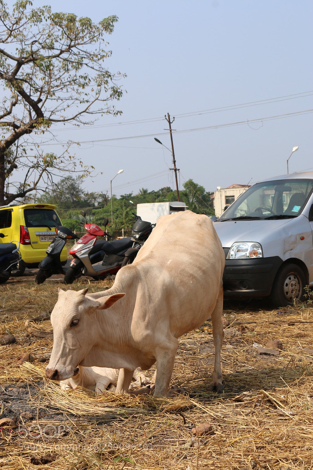 Canon EOS 70D sample photo. Cow to the earth photography