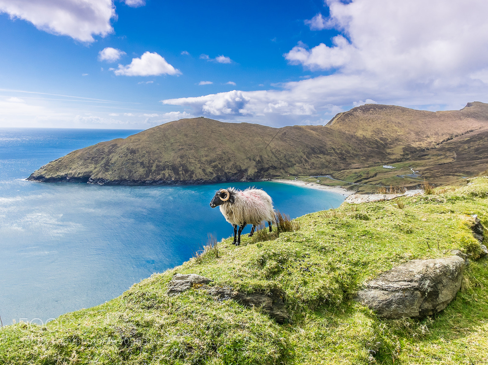 Fujifilm X-M1 sample photo. Wild sheep at achill photography