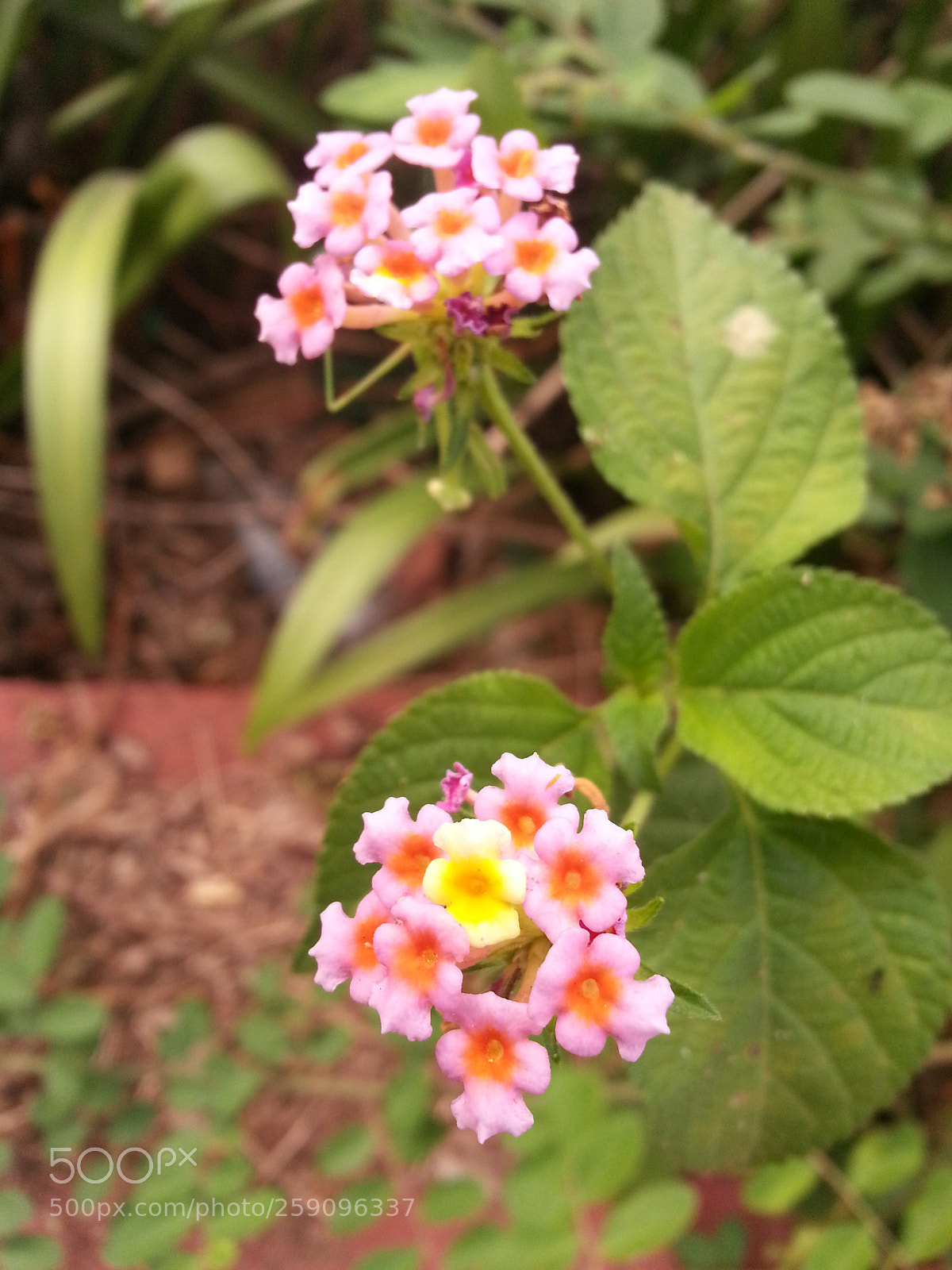 Samsung Galaxy S3 sample photo. Pink pops photography