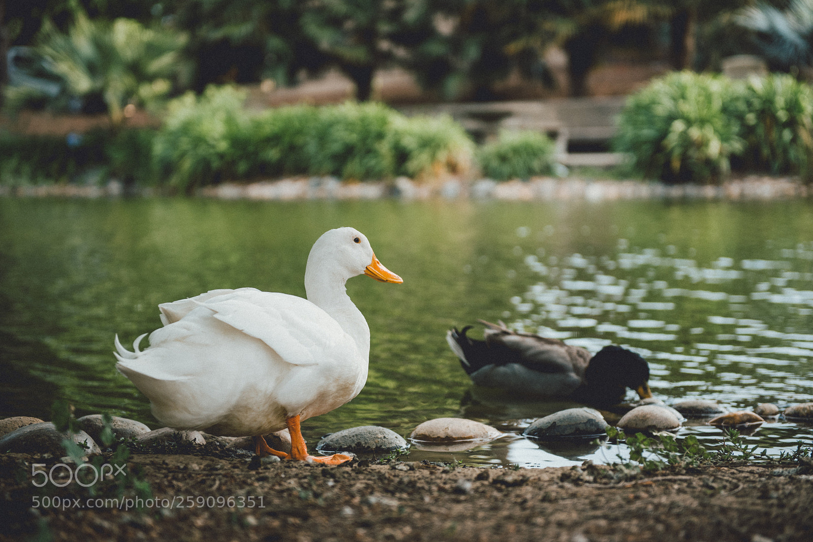 Nikon D750 sample photo. Quack photography