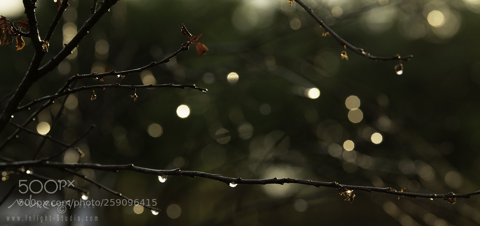 Nikon D850 sample photo. Untitled photography