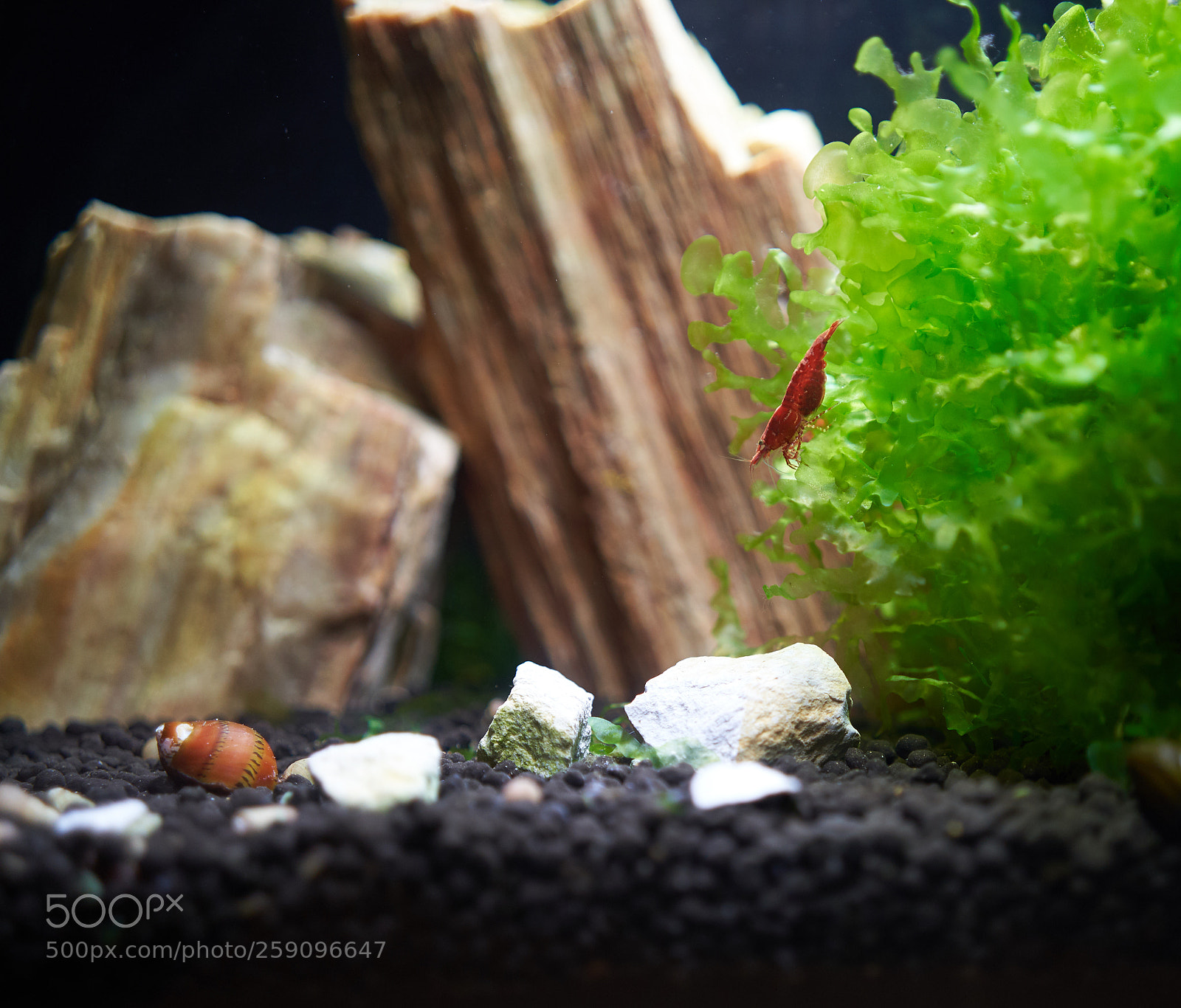 Sony a7 III sample photo. Cherry shrimp photography