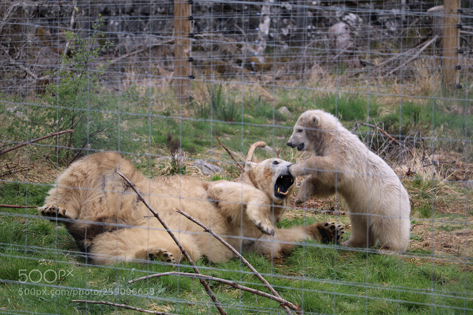 Canon EOS 750D (EOS Rebel T6i / EOS Kiss X8i) sample photo. Polar bears photography