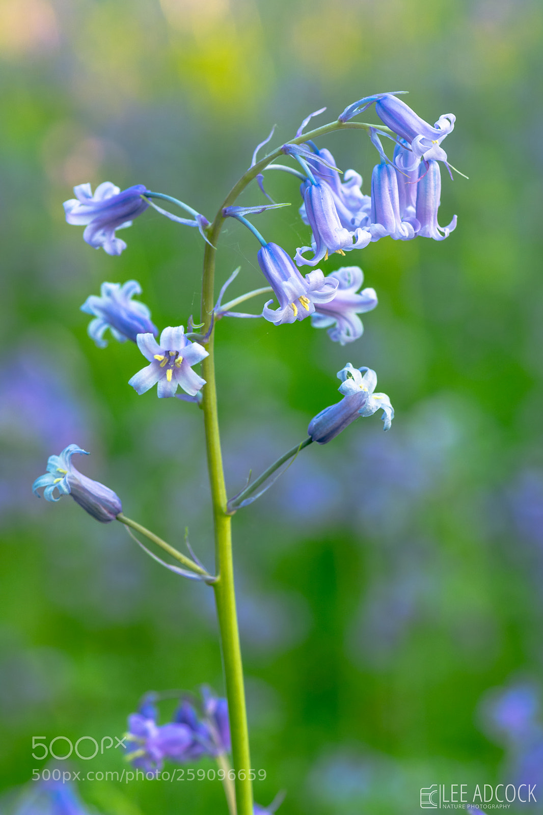 Nikon D7200 sample photo. Bluebell photography