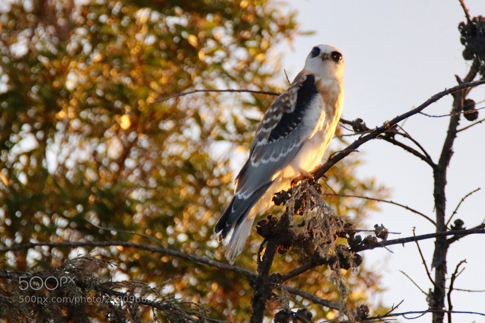 Canon EOS 7D Mark II sample photo. Juvenile white tail kite photography