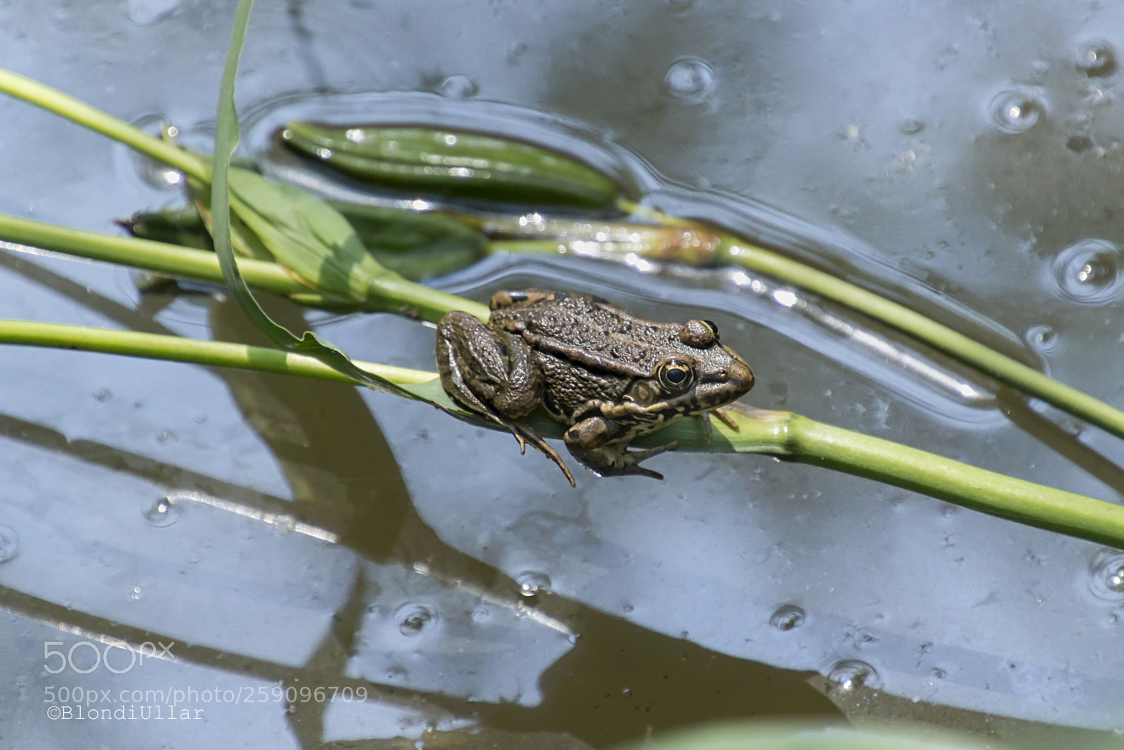 Canon EOS 100D (EOS Rebel SL1 / EOS Kiss X7) sample photo. Sunbathing ... photography