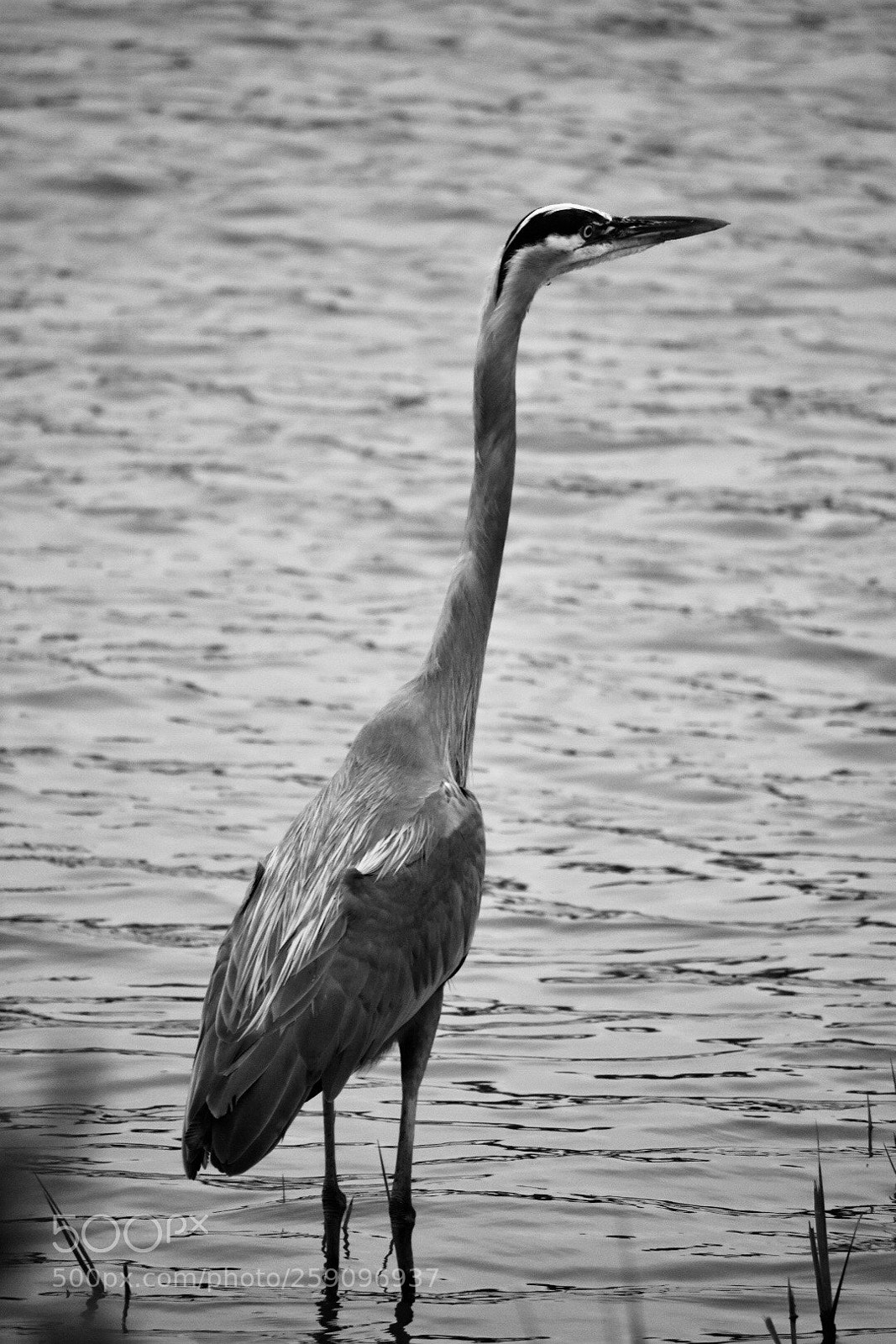 Nikon D3400 sample photo. Heron photography