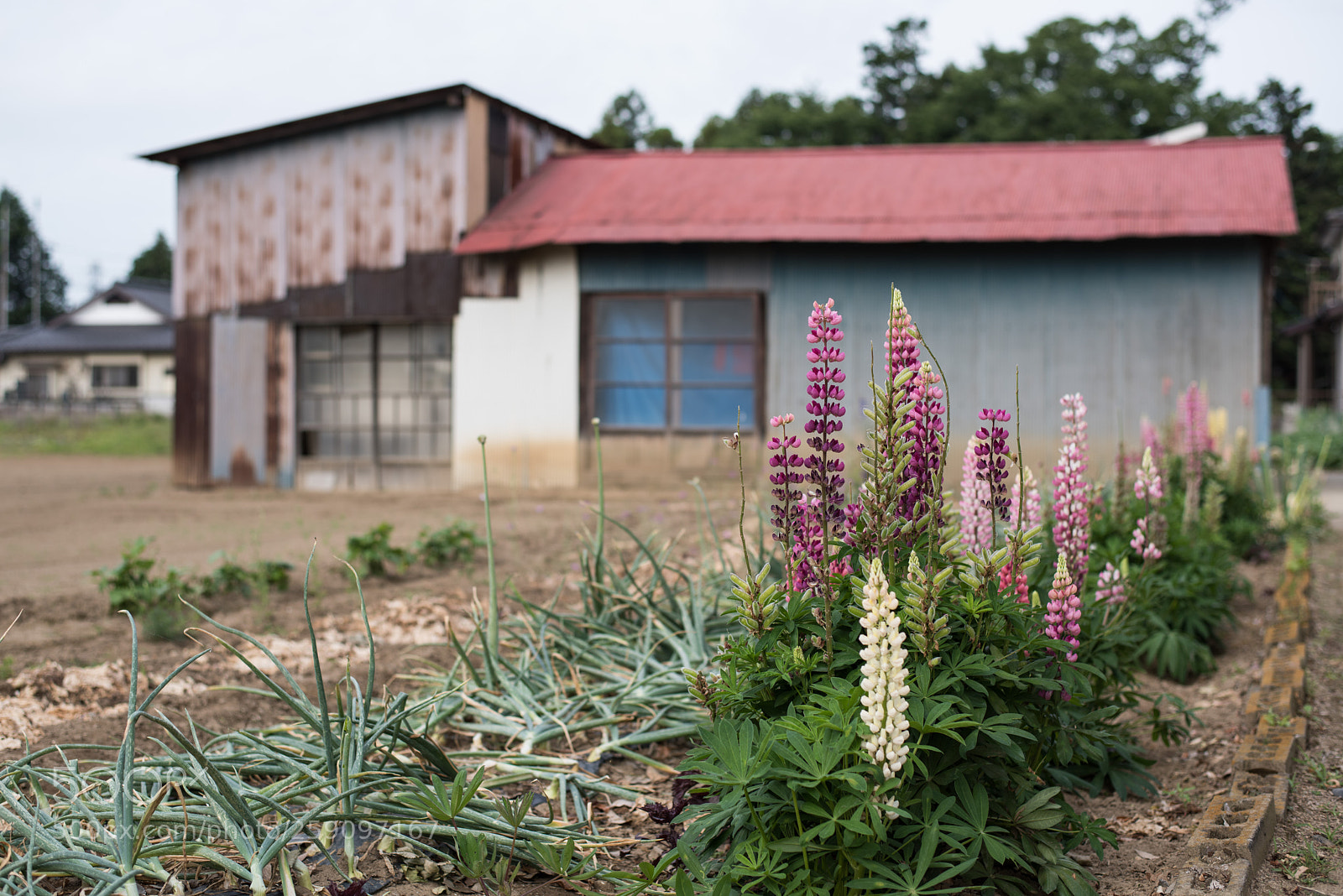 Nikon D810 sample photo. Foxglove photography