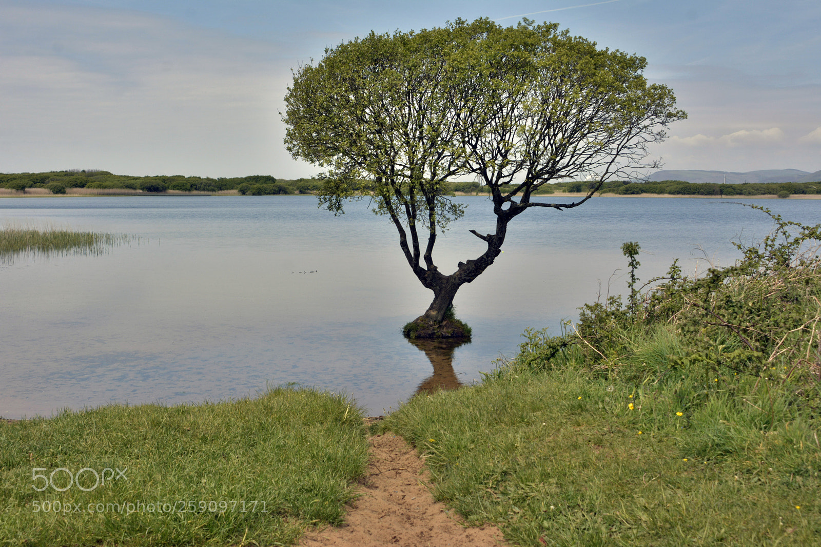 Nikon D7100 sample photo. Lone tree photography