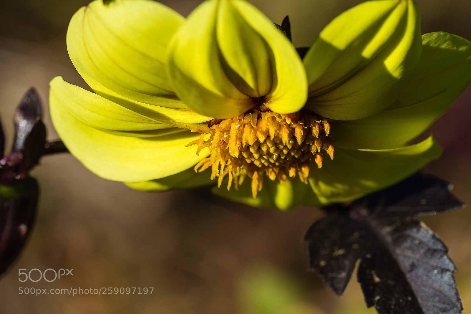 Canon EOS 60D sample photo. Rudbeckia hirta photography