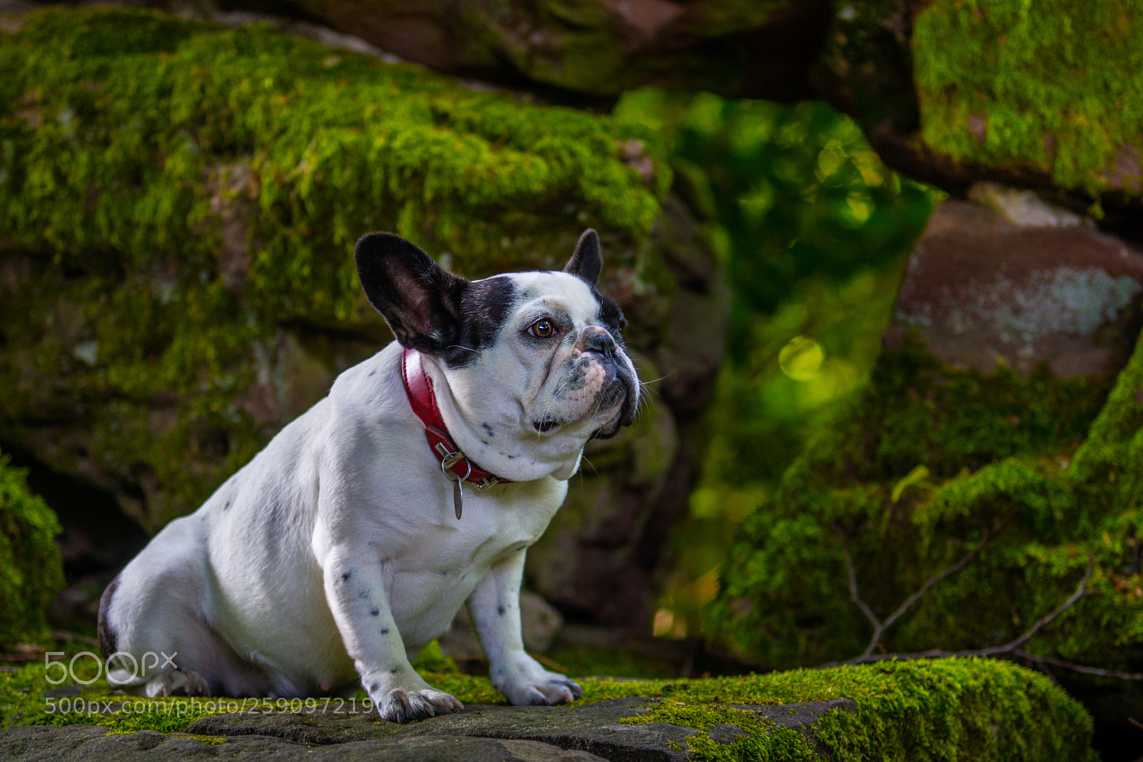 Sony SLT-A77 sample photo. A() photography