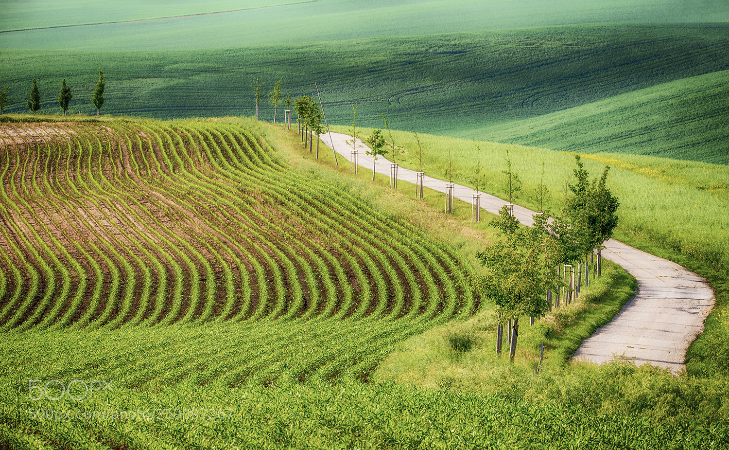 Nikon D610 sample photo. Road on the hills photography
