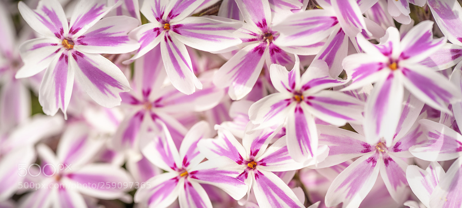 Nikon D810 sample photo. Phlox 'candy stripe' photography