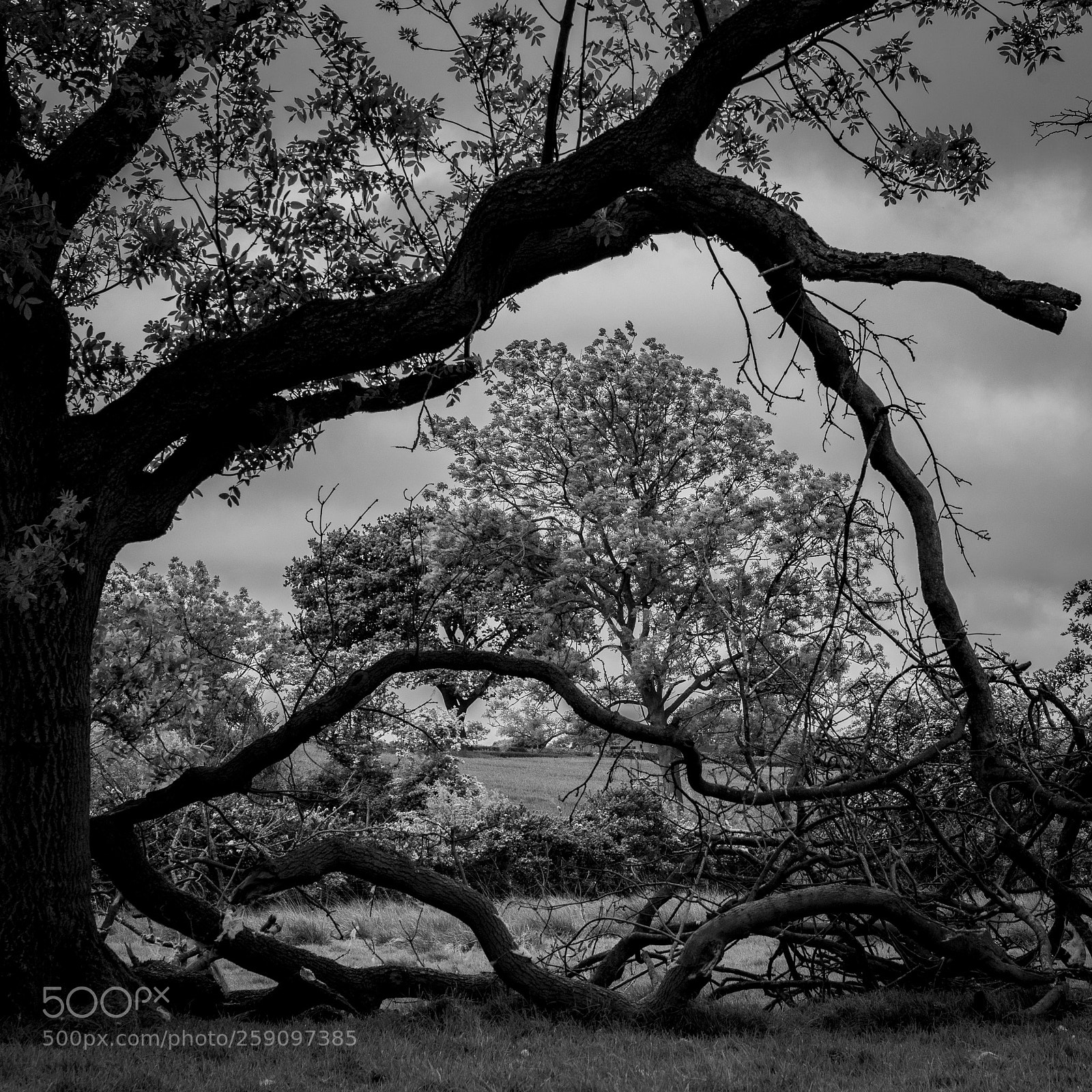 Nikon D750 sample photo. Trees photography