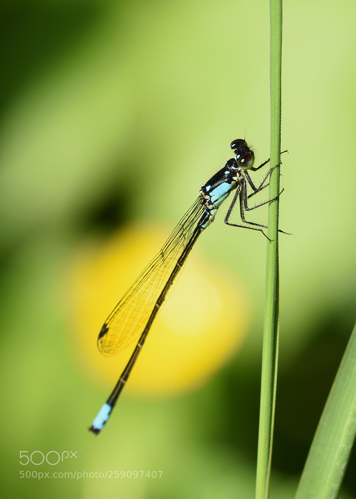 Nikon D7200 sample photo. Damselfly photography