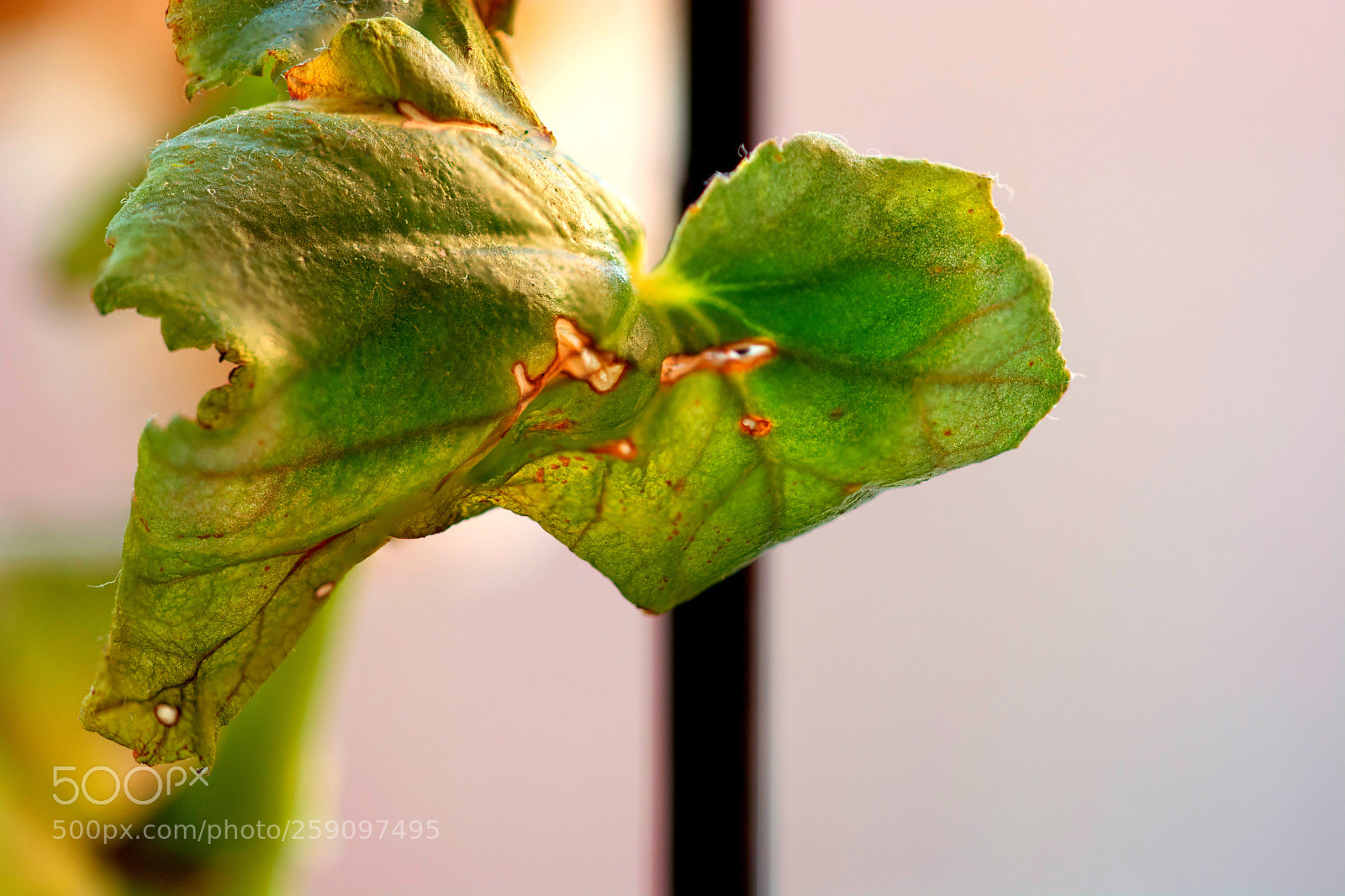 Nikon D7100 sample photo. Green photography