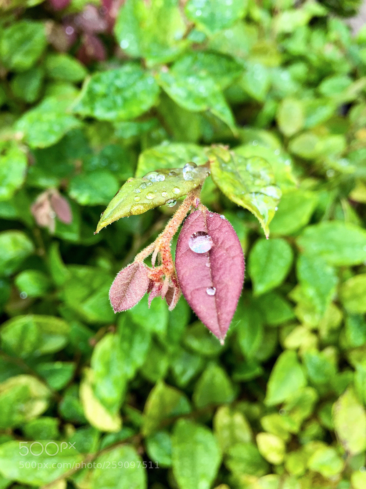 Apple iPhone 6 sample photo. Untitled photography