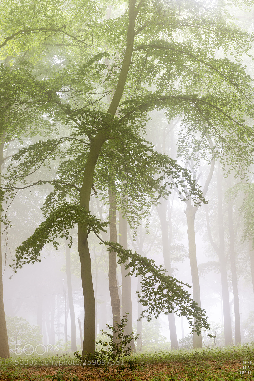 Nikon D7200 sample photo. Misty trees photography