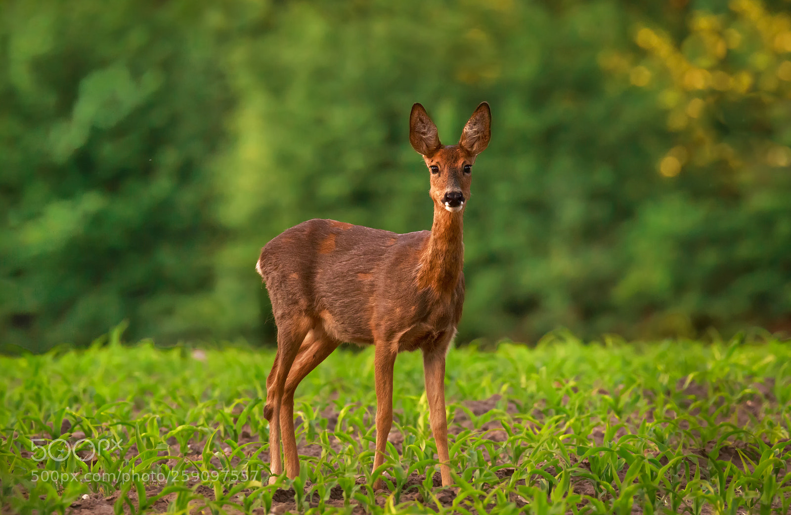 Canon EOS 7D Mark II sample photo. Young, wild & free photography