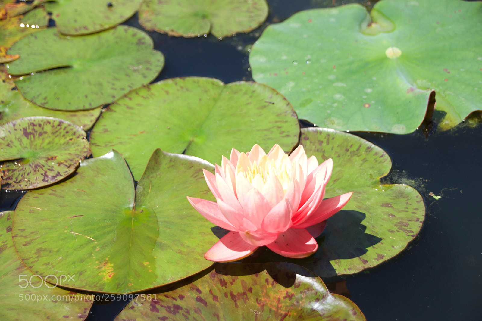Nikon D3300 sample photo. Untitled photography