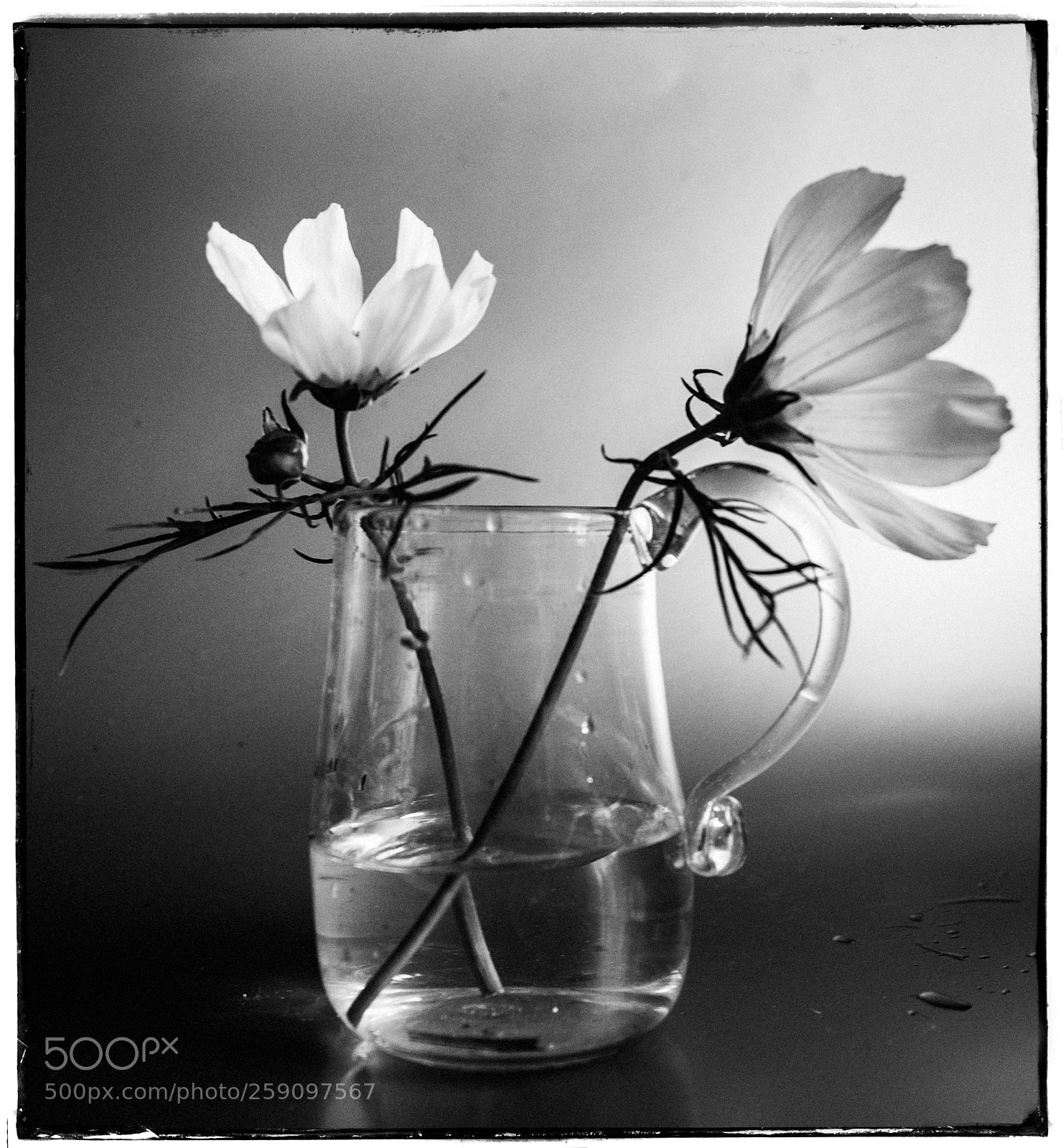 Canon EOS 6D sample photo. Still life with white photography