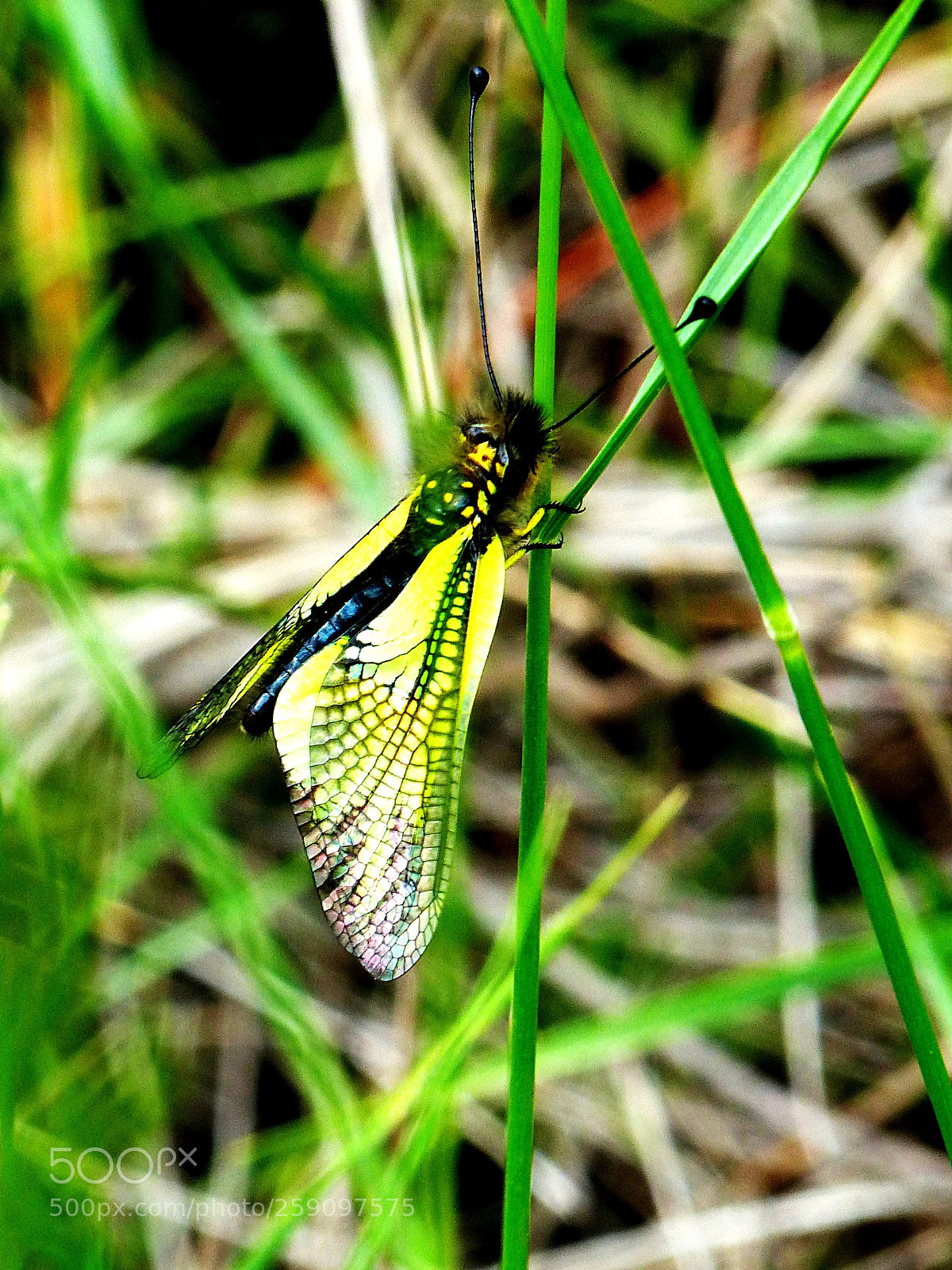 Panasonic Lumix DMC-FZ200 sample photo. Strange butterfly photography