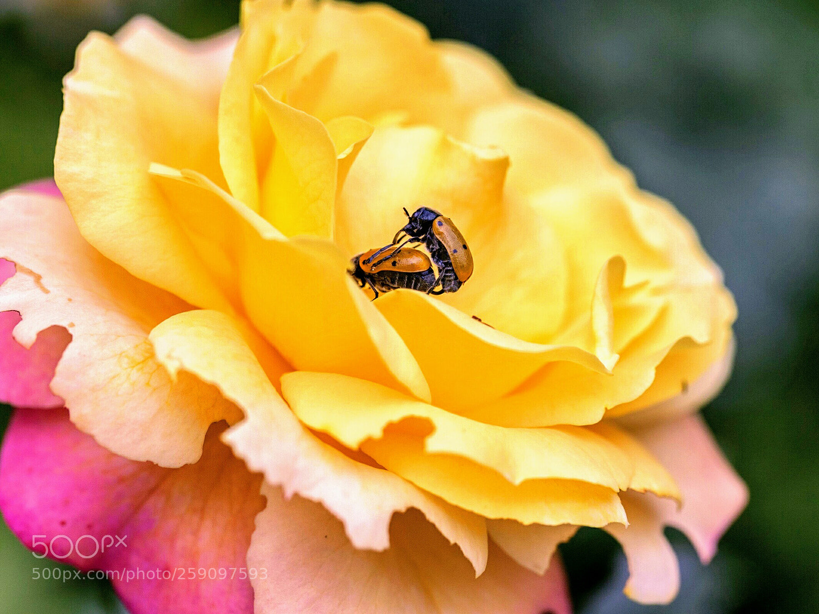 Canon EOS 5D Mark II sample photo. Make love, no war... photography