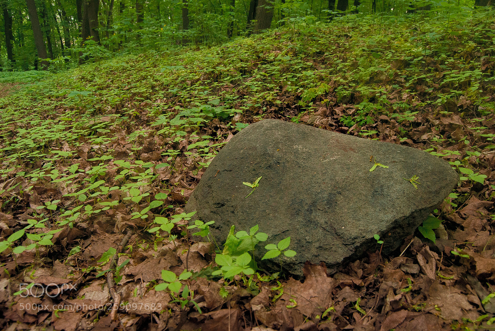 Nikon D3000 sample photo. Lonely stone photography