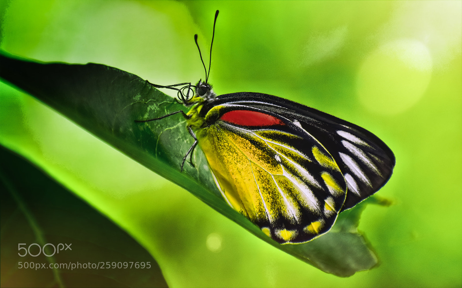 Nikon D5500 sample photo. Butterfly in green mother photography