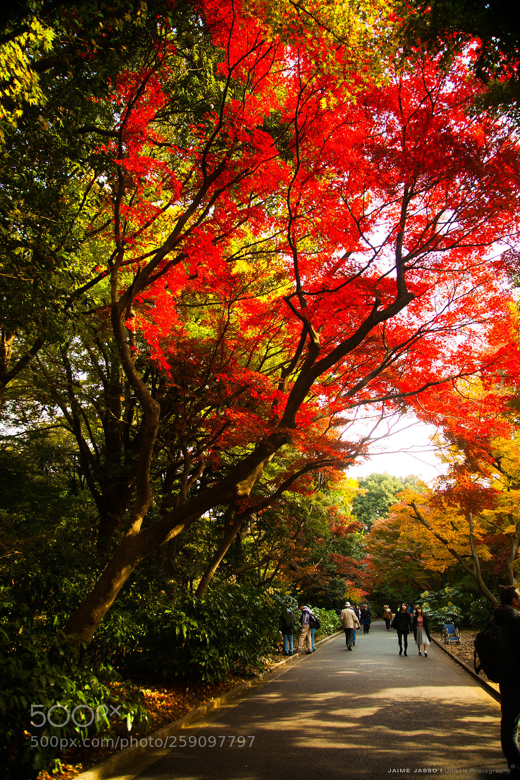 Canon EOS 5D Mark II sample photo. Img photography