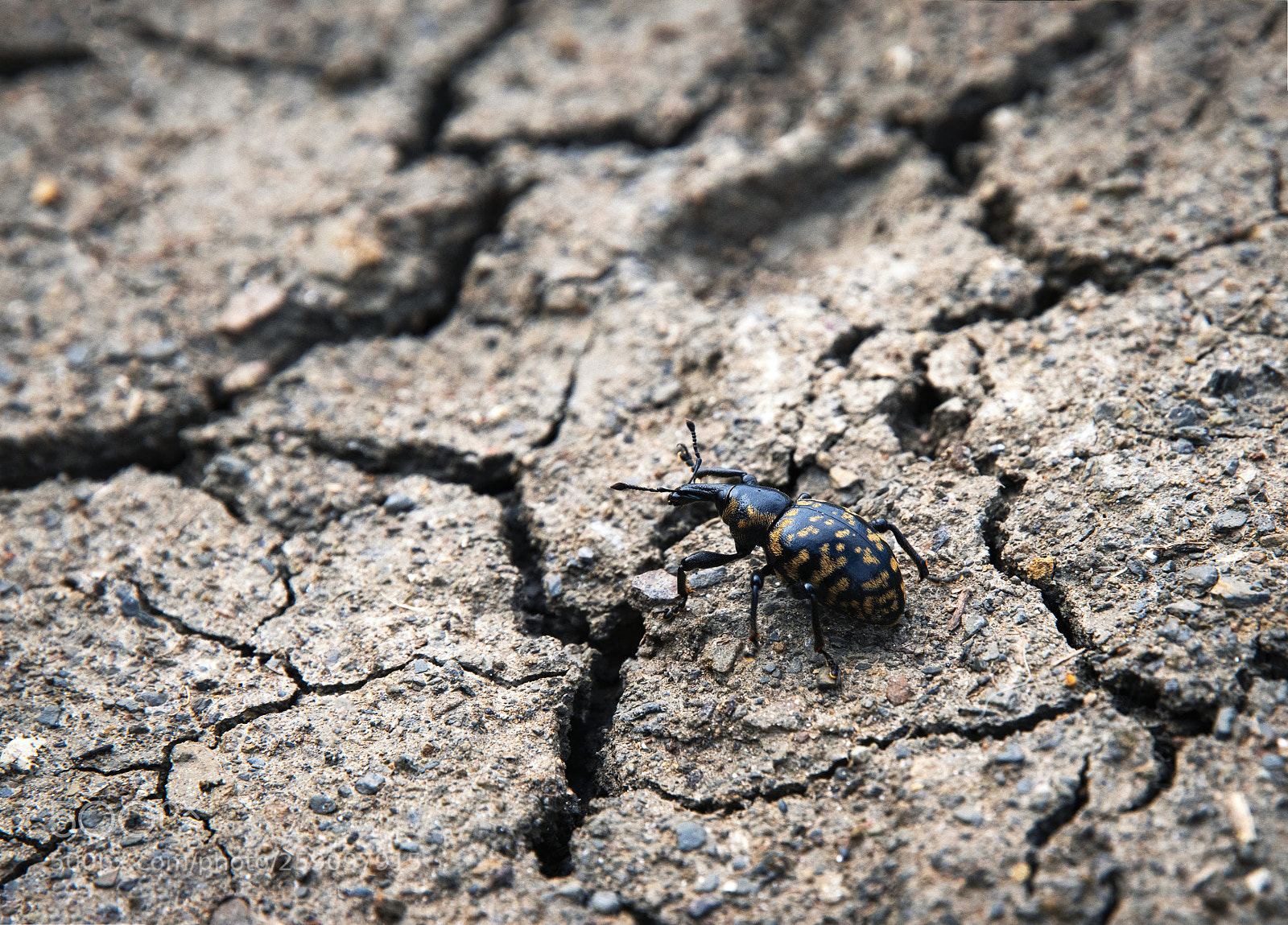 Nikon D5500 sample photo. Black beetle on dry photography