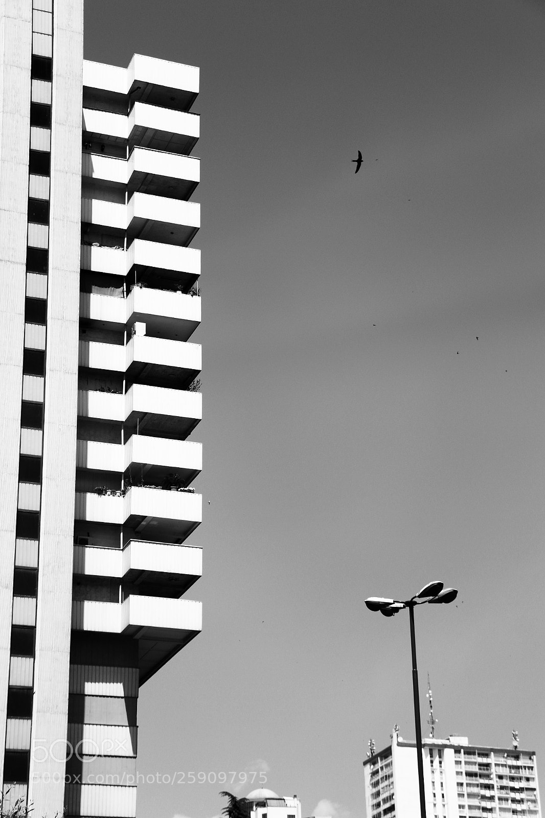 Canon EOS 70D sample photo. Fly away photography
