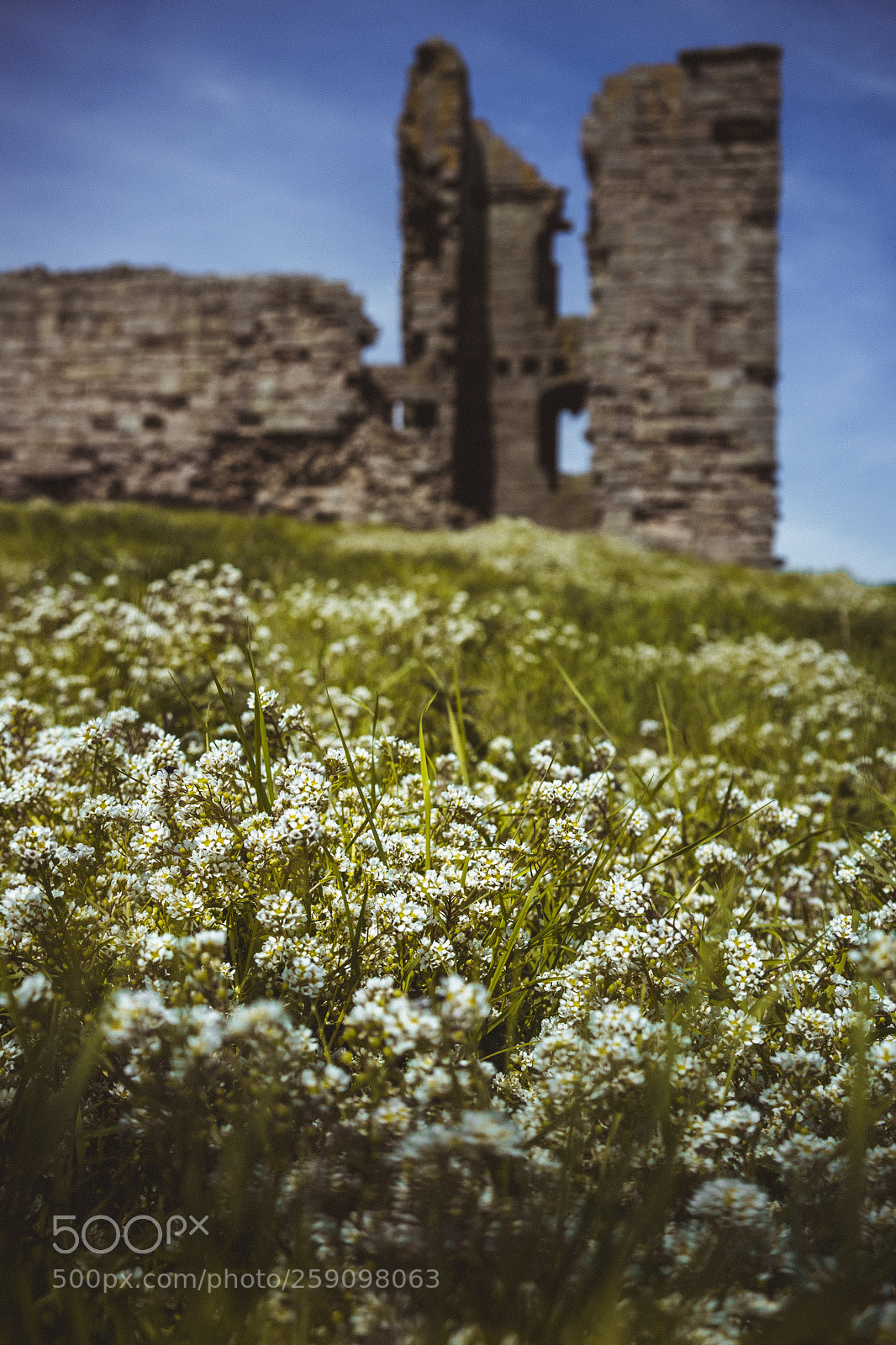 Sony a7 II sample photo. Untitled photography