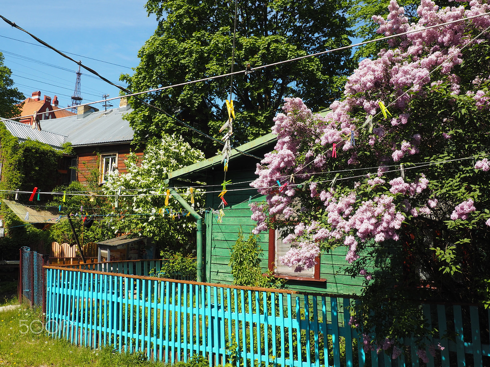 Olympus PEN E-PL7 sample photo. Lilac time in riga photography