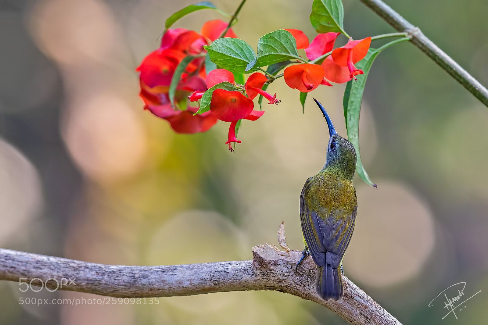 Canon EOS 5D Mark IV sample photo. Spiderhunter photography