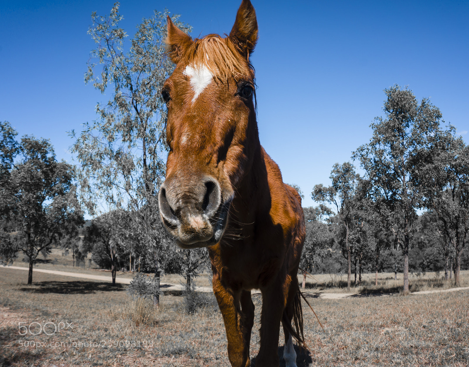 Sony a6000 sample photo. Horse photography