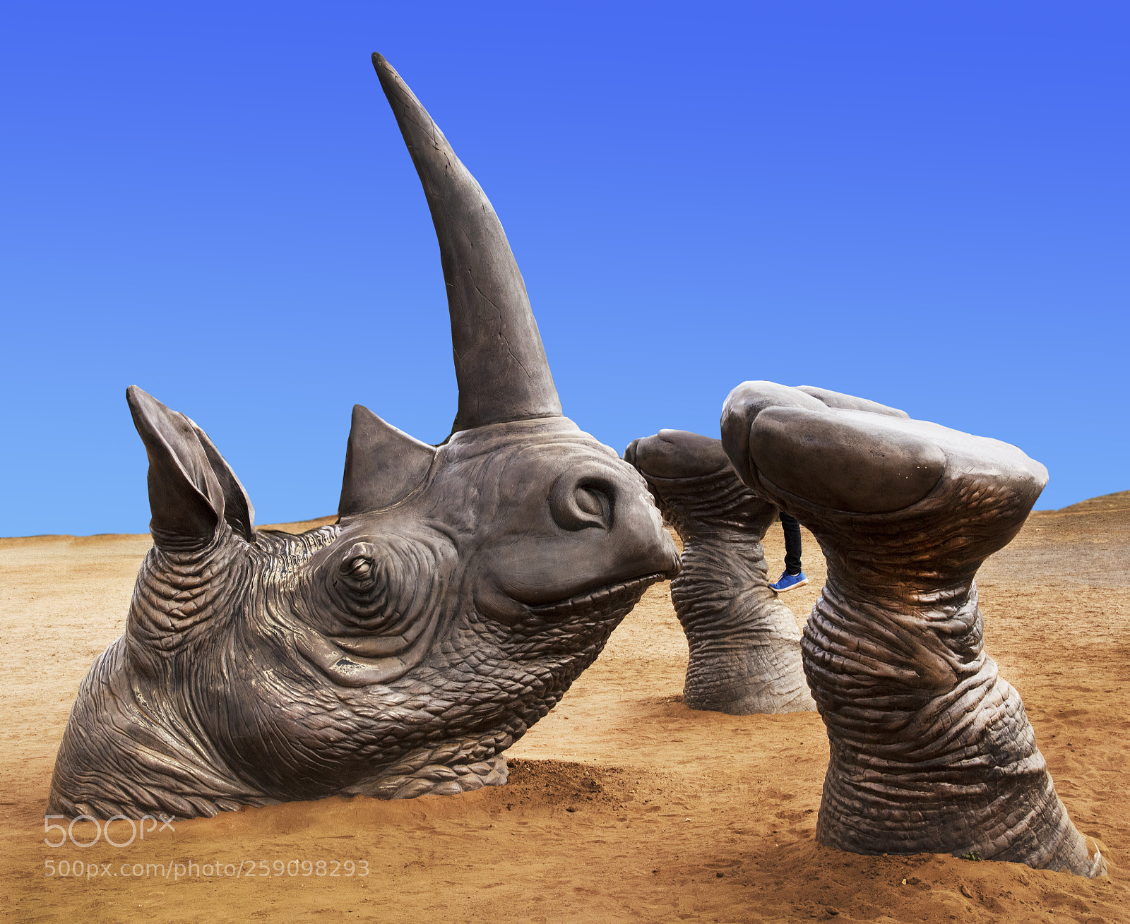 Nikon D810 sample photo. Rhino photography