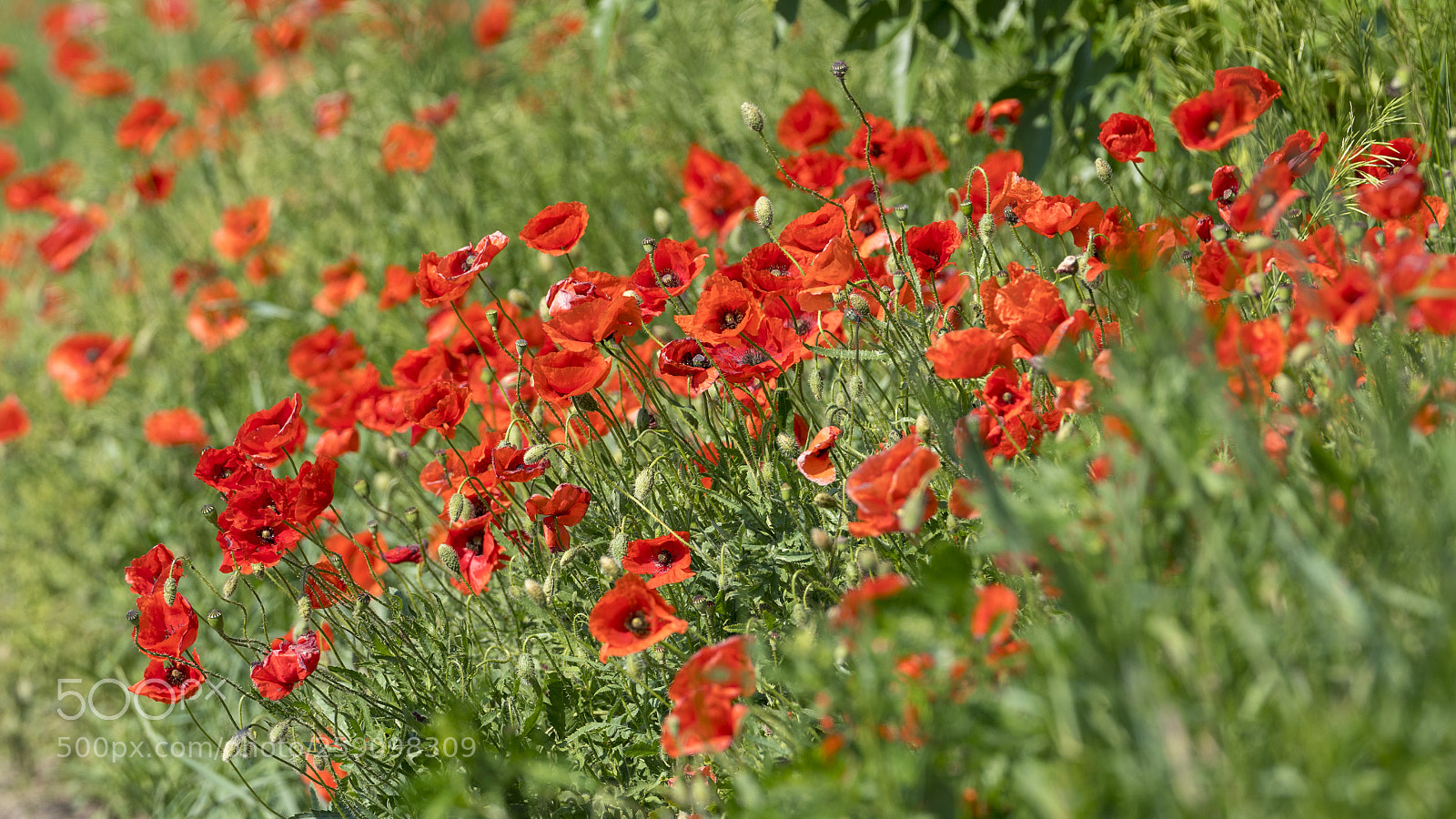 Sony a7R III sample photo. Poppy blossoms photography