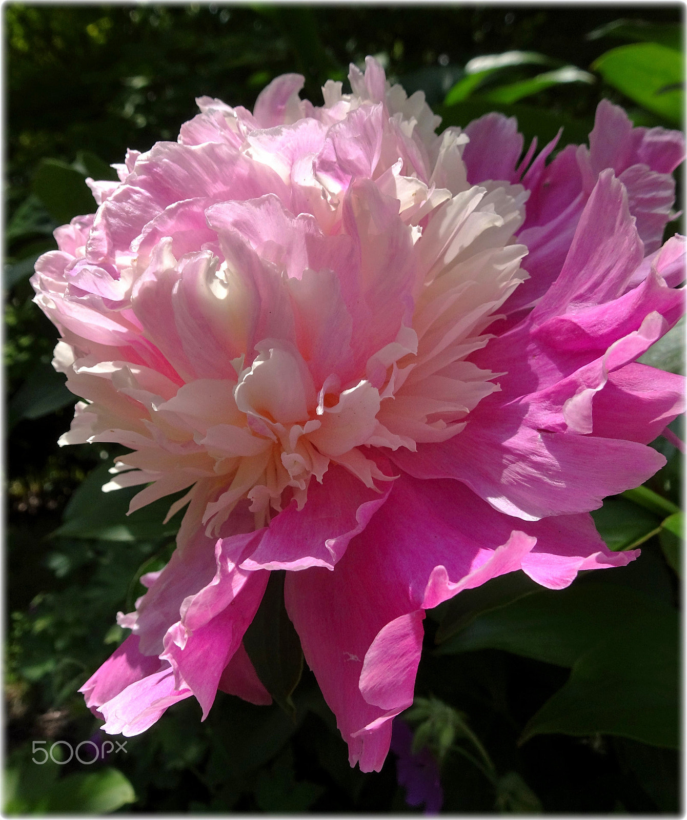 Sony Cyber-shot DSC-HX80 sample photo. "peony,;" photography