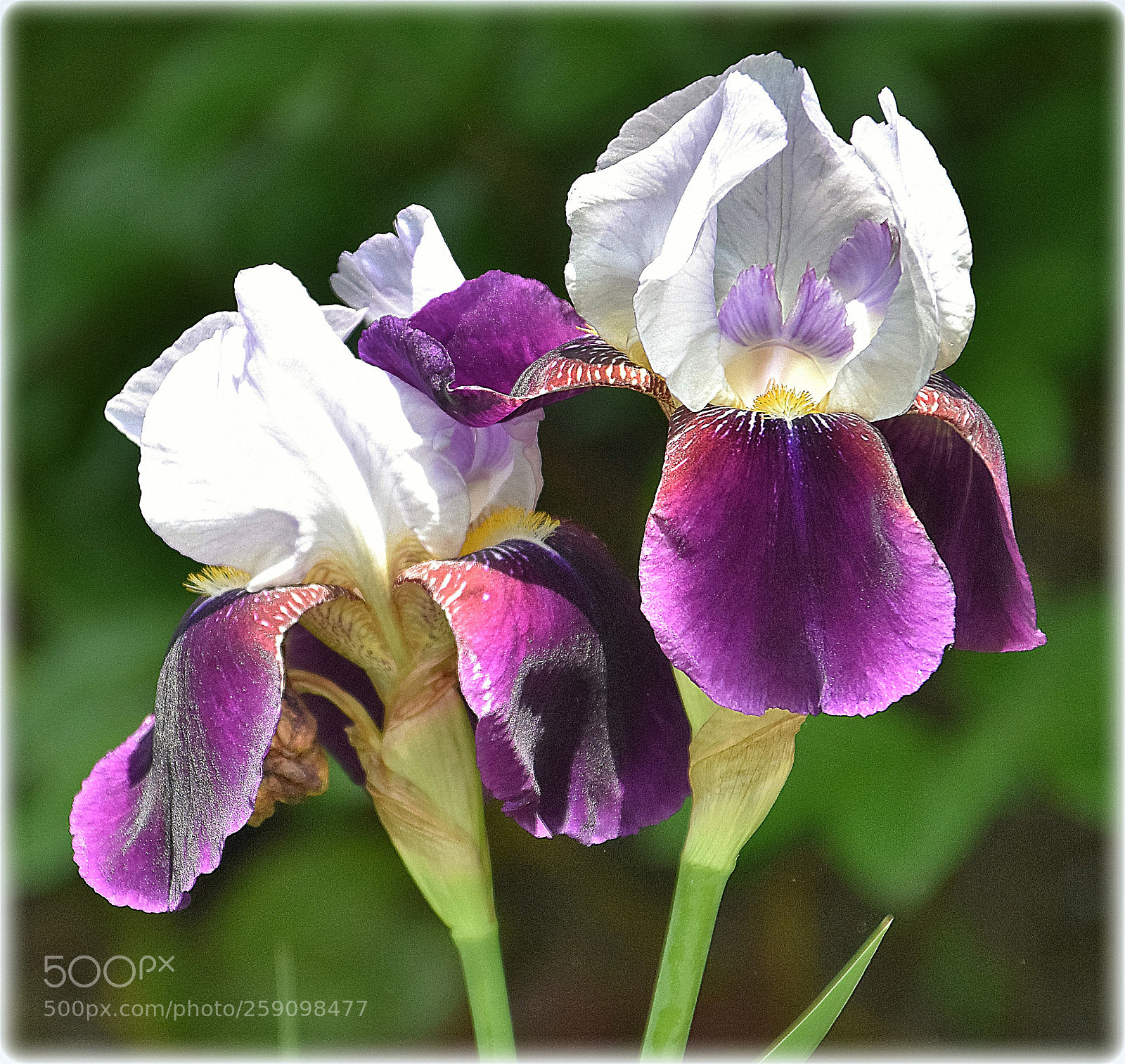 Nikon D7200 sample photo. "colored iris" photography