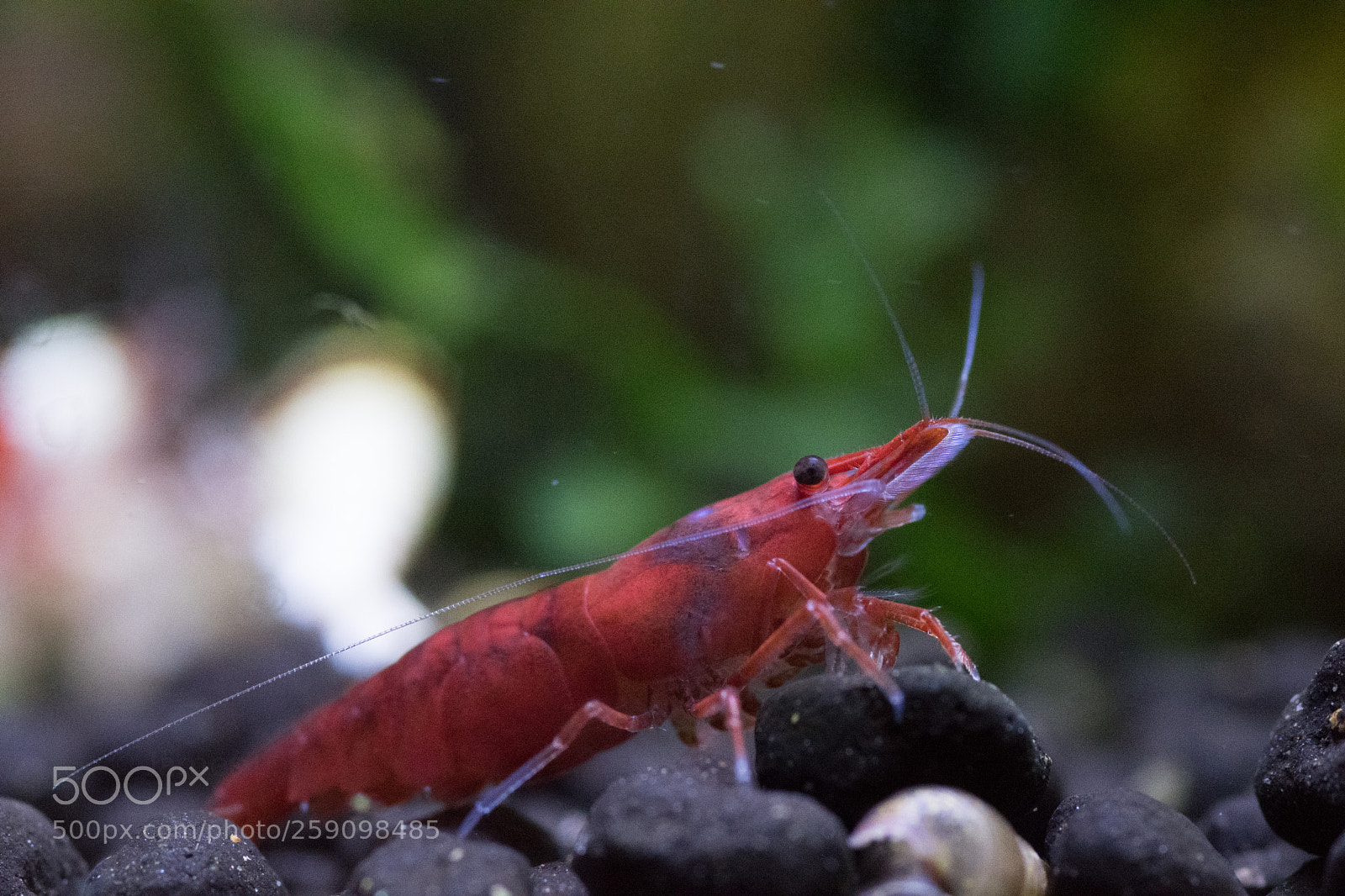 Nikon D500 sample photo. Painted fire red shrimp photography